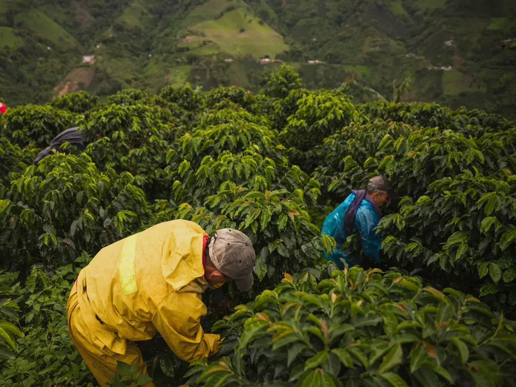 cultivation de café de spécialité bio