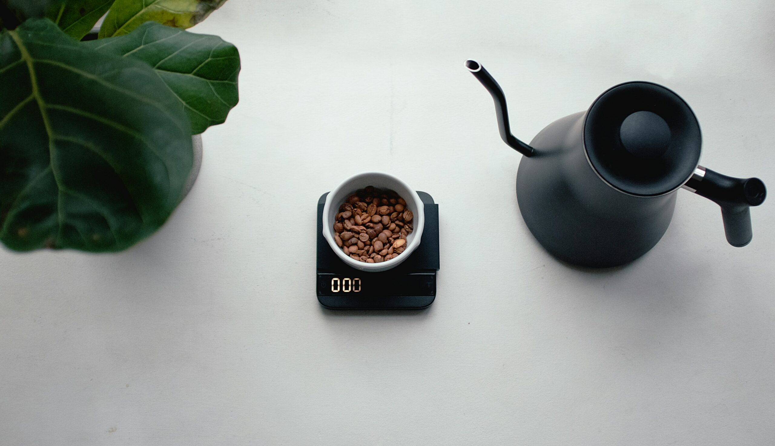 Café de spécialité bio