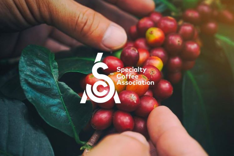 Le score SCA des cafés de spécialité