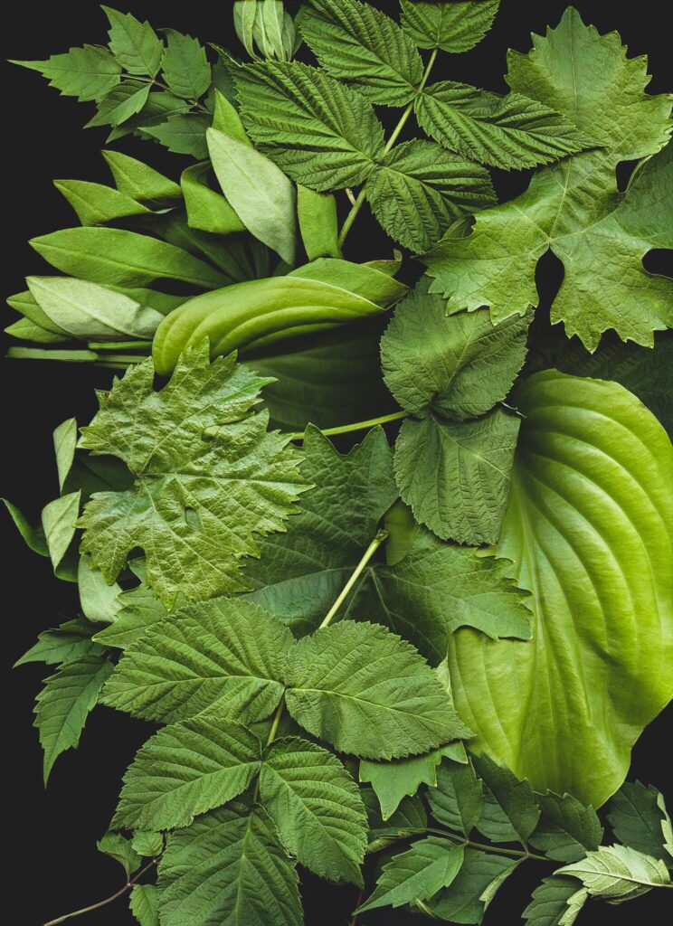 plantes digestives